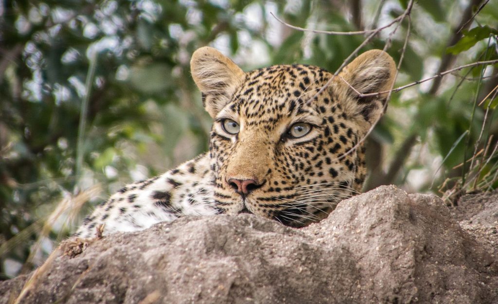 voyages de luxe afrique du sud leopard
