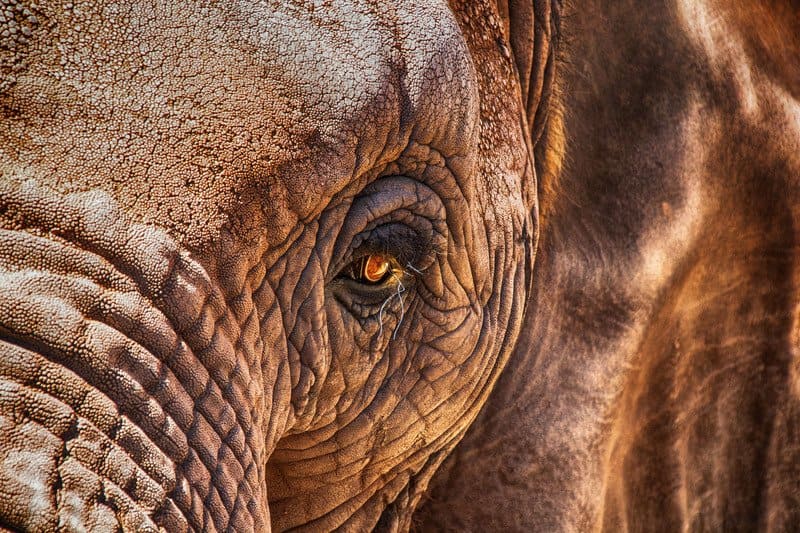voyages de luxe afrique du sud mozambique elephant