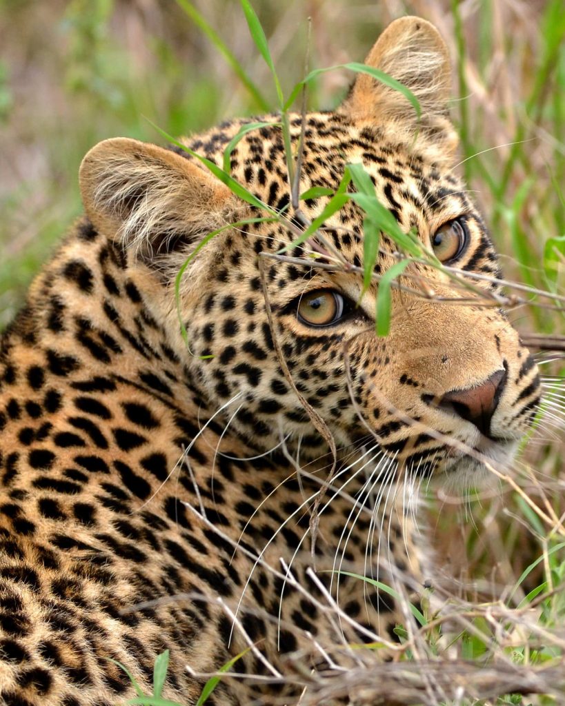 voyages de luxe afrique du sud mozambique leopard
