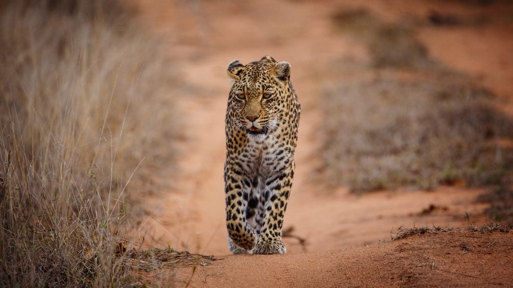 sabi sands Safari léopards