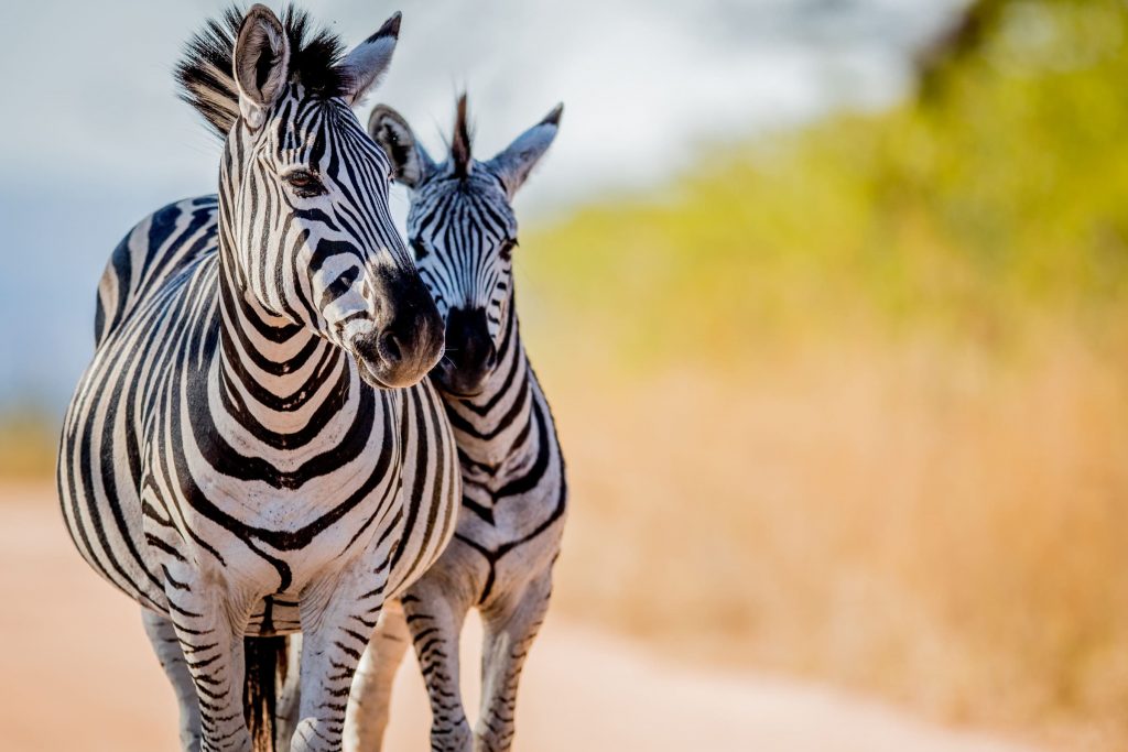 voyages de luxe afrique du sud zebre