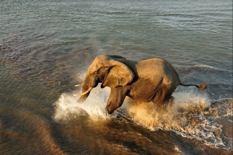 voyages de luxe botswana elephant eau