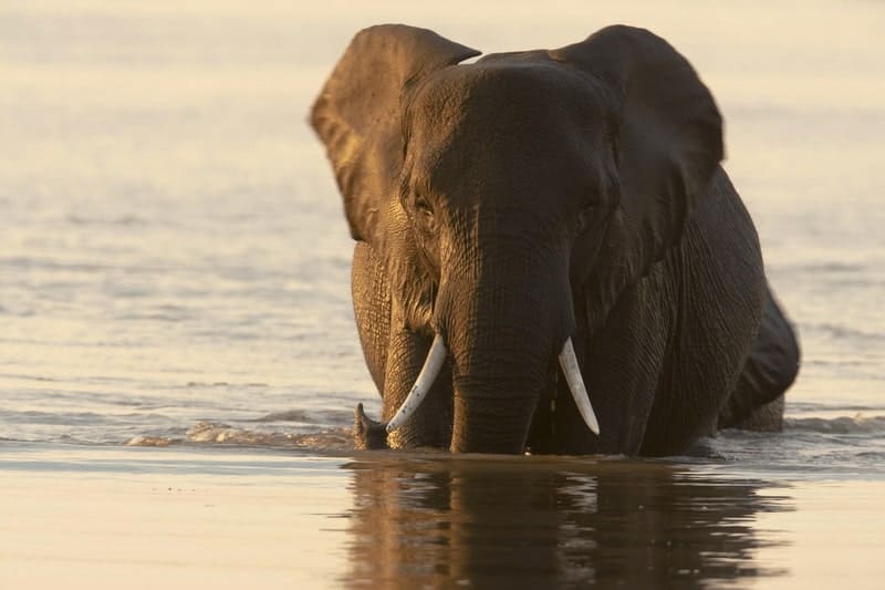 voyages de luxe botswana elephant