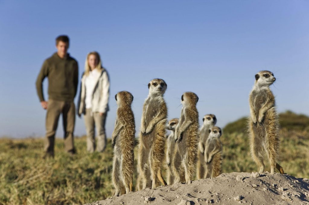 voyages de luxe botswana jacks camp suricates