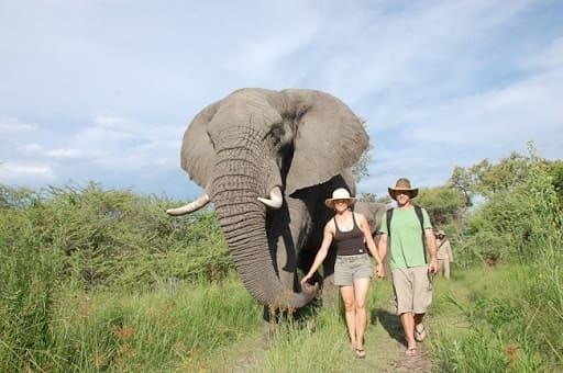 voyages de luxe botswana okavango delta elephants