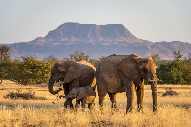 Damaraland elephants