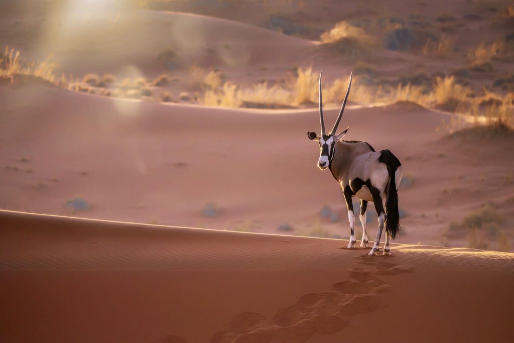 voyages de luxe namibie flying safari gazelle