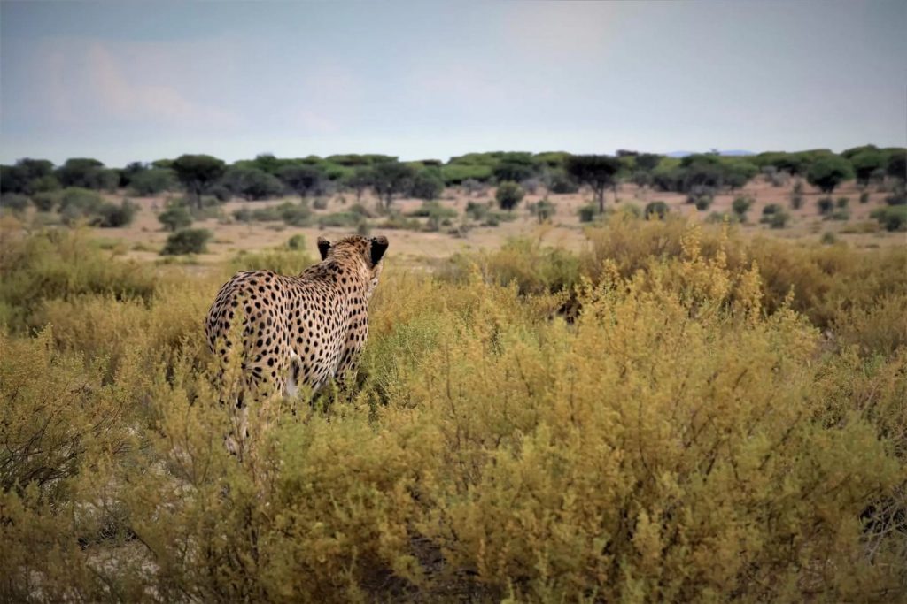 léopard namibie voyages de luxe