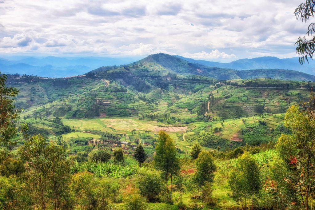 les collines vertes éblouissantes du Rwanda
