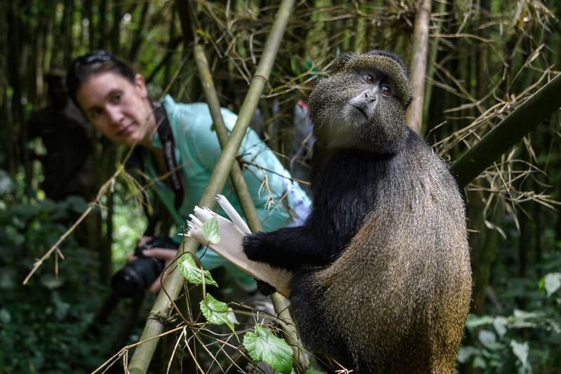 voyages de luxe rwanda volcanoes national park golden monkey