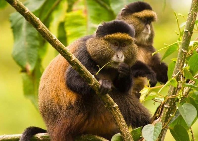voyages de luxe rwanda volcanoes national park singes