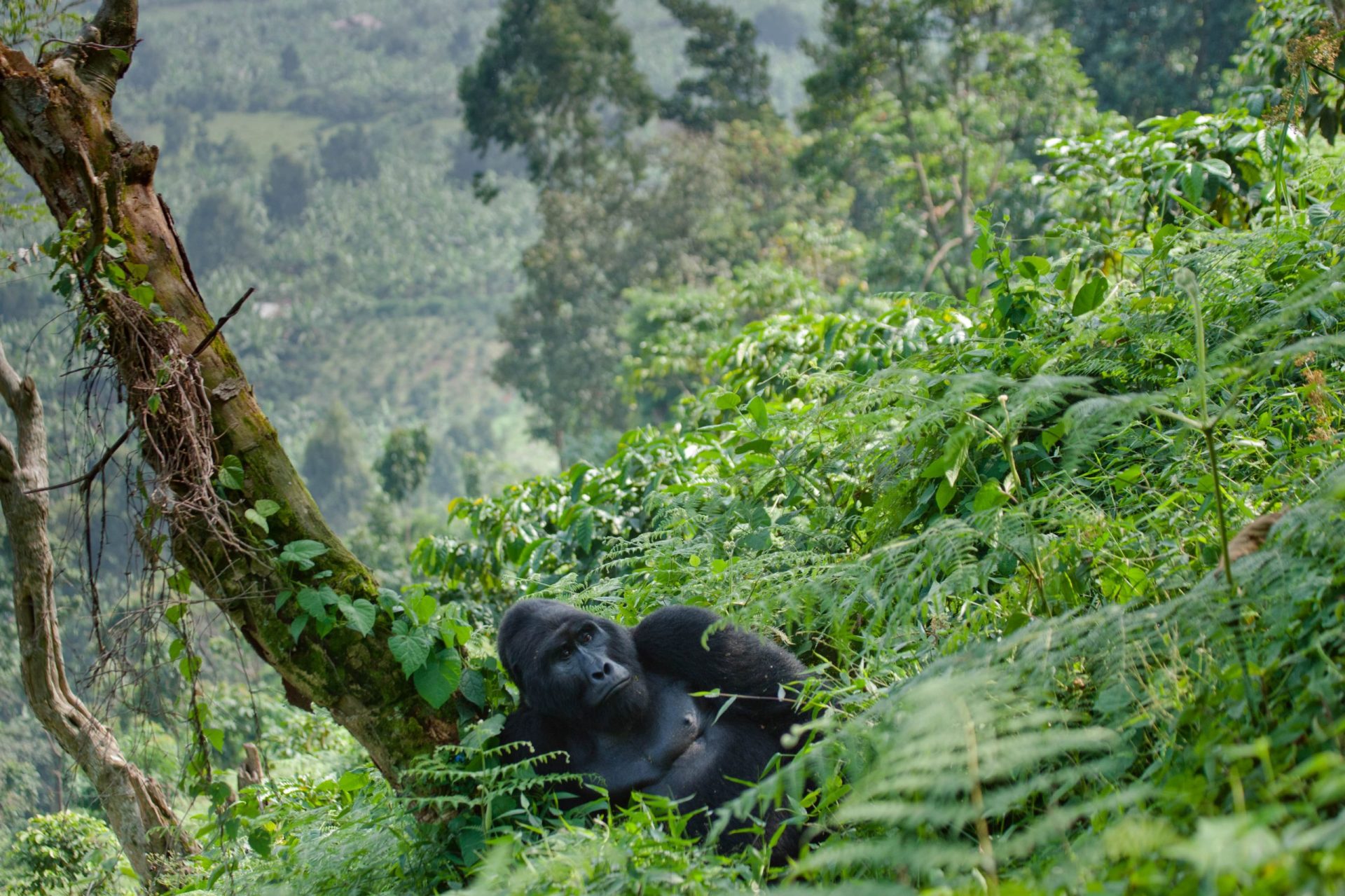voyage Rwanda safari