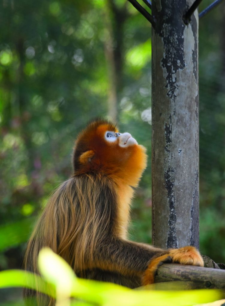 golden monkey trekking rwanda volanoes park