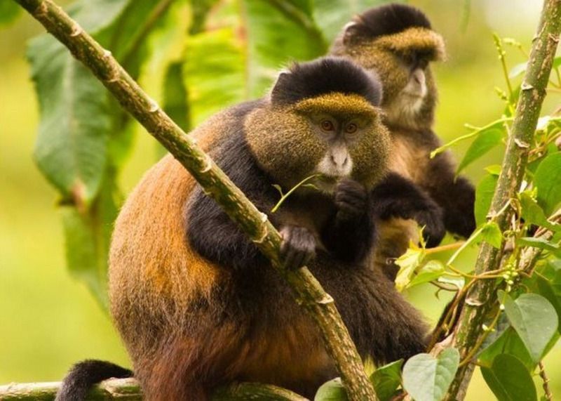golden monkey trekking rwanda volanoes park