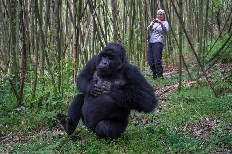 safari luxe rwanda gorilles
