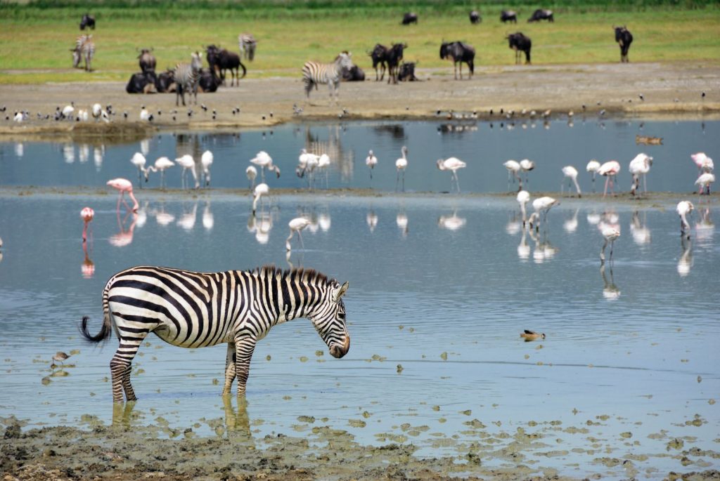 safari luxe afrique zebre nbgorongoro