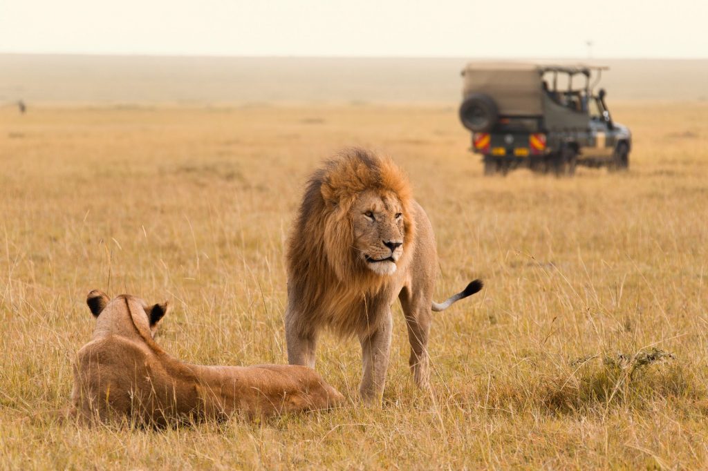 safari luxe afrique lion serengeti
