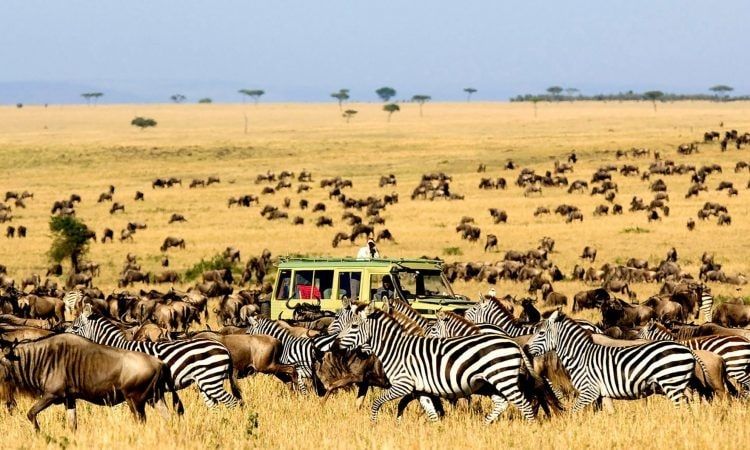 safari luxe afrique zebre serengeti