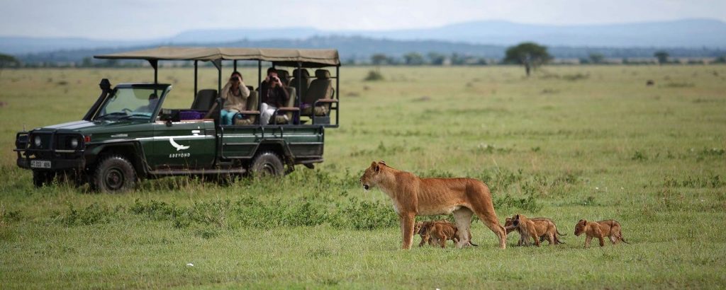 safari luxe afrique lions serengeti