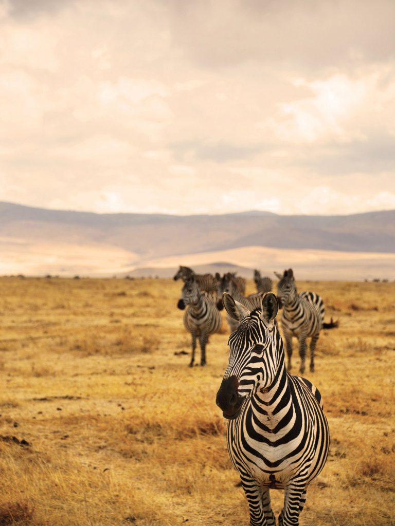 Zebras at Ngorongoro, Tanzania.