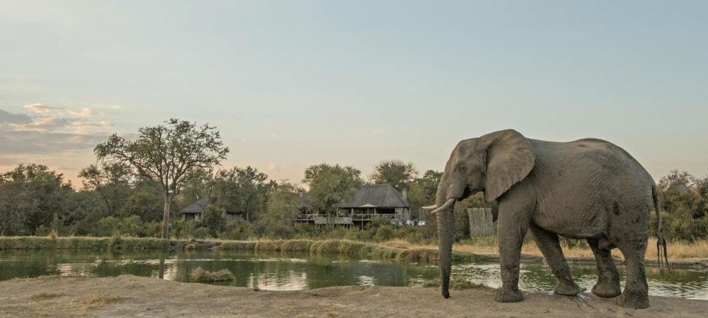 voyages-de-luxe-afrique-du-sud-simbambili-elephant