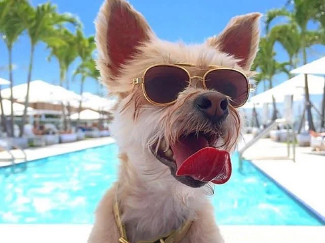 voyages-de-luxe-hotels-1-hotel-south-beach-miami-dog1
