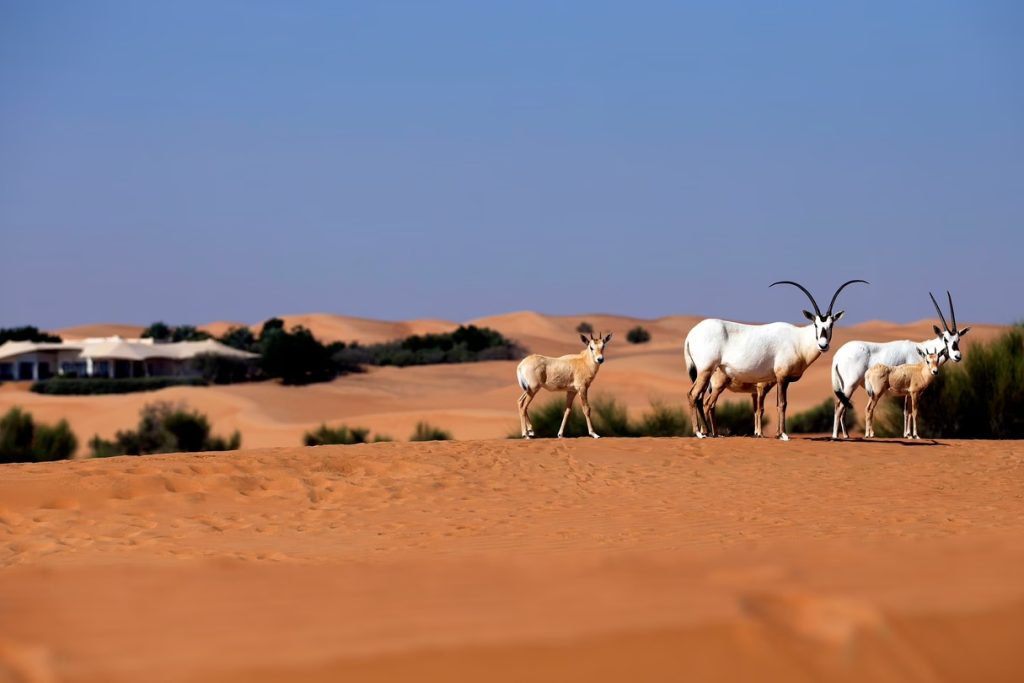 oryx-al-maha-dubai