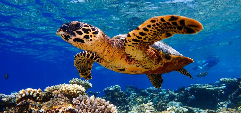 Baros-Maldives-faune-marine