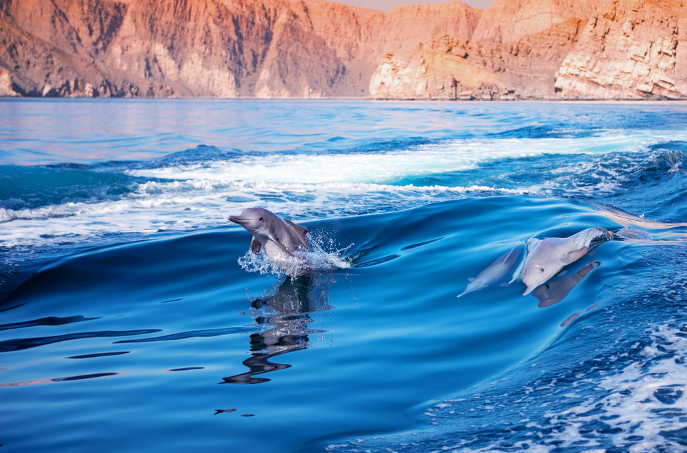 dophins-oman-voyages-de-luxe