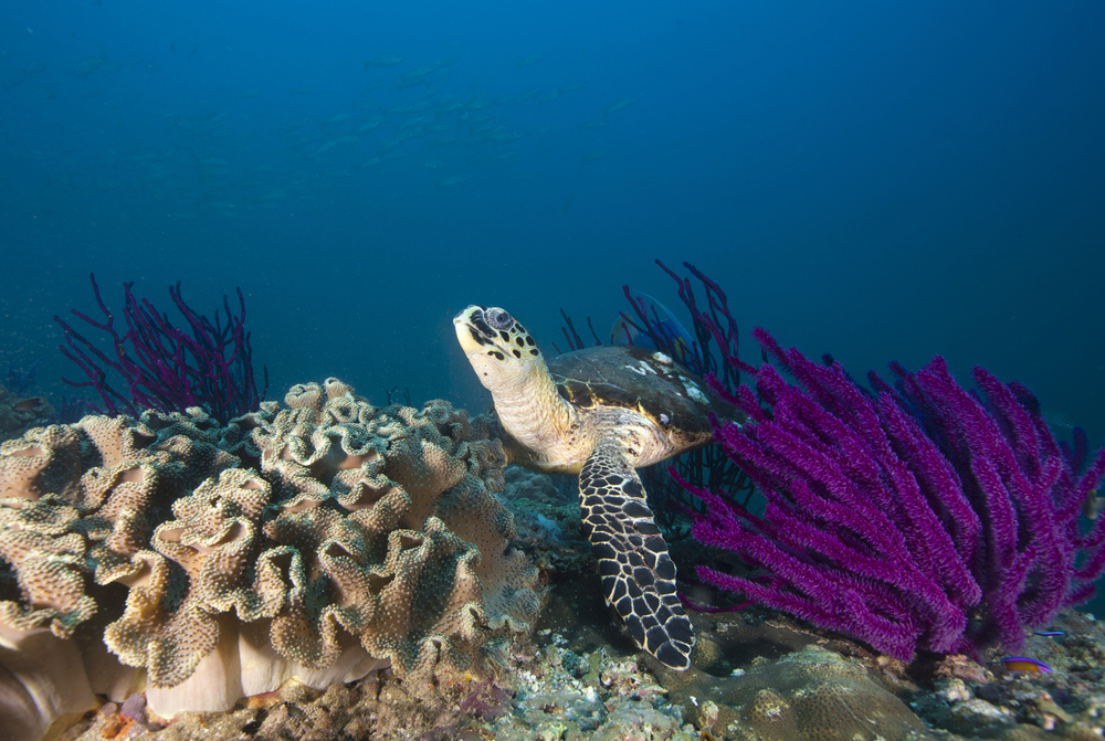 Hawksbill,Turtle,Among,Purple,Whip,Coral,In,Oman,With,Blue