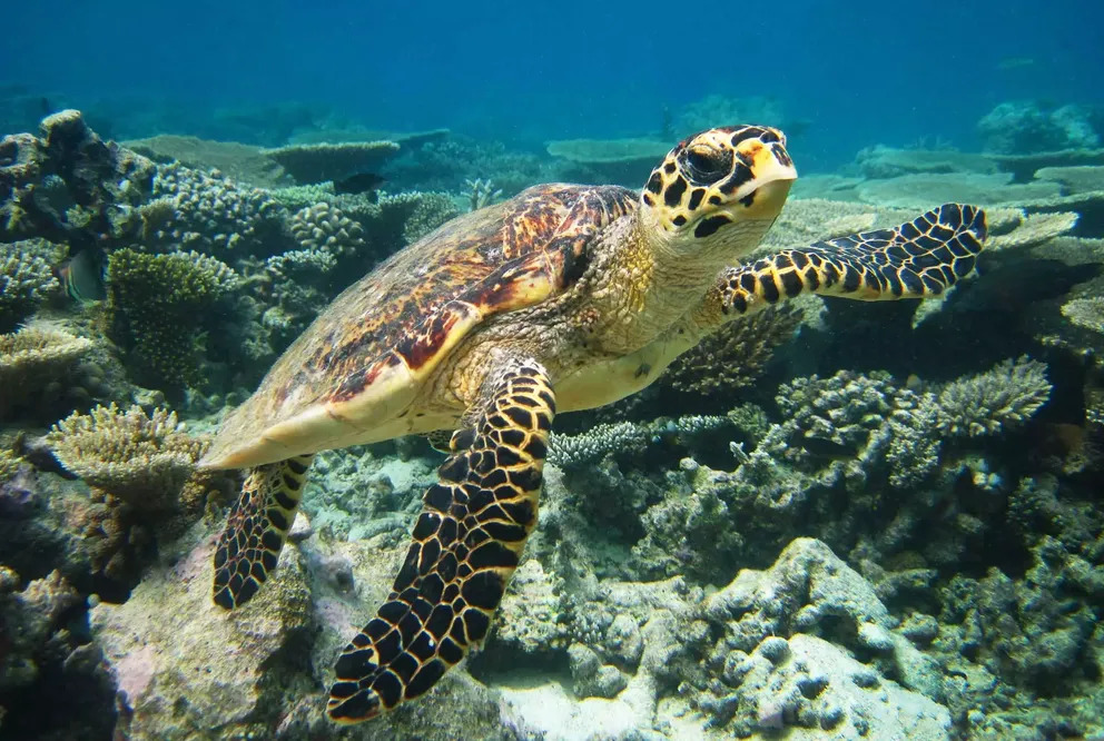 tortue-marine-maldives