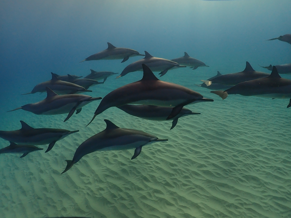 Nagez avec les dauphins à l'île Maurice en réservant votre hôtel 5 étoiles avec Voyages de Luxe
