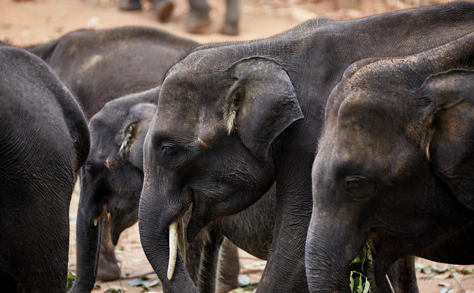 Expérience d'un safari de luxe animalier au Sri Lanka avec Voyages de Luxe 