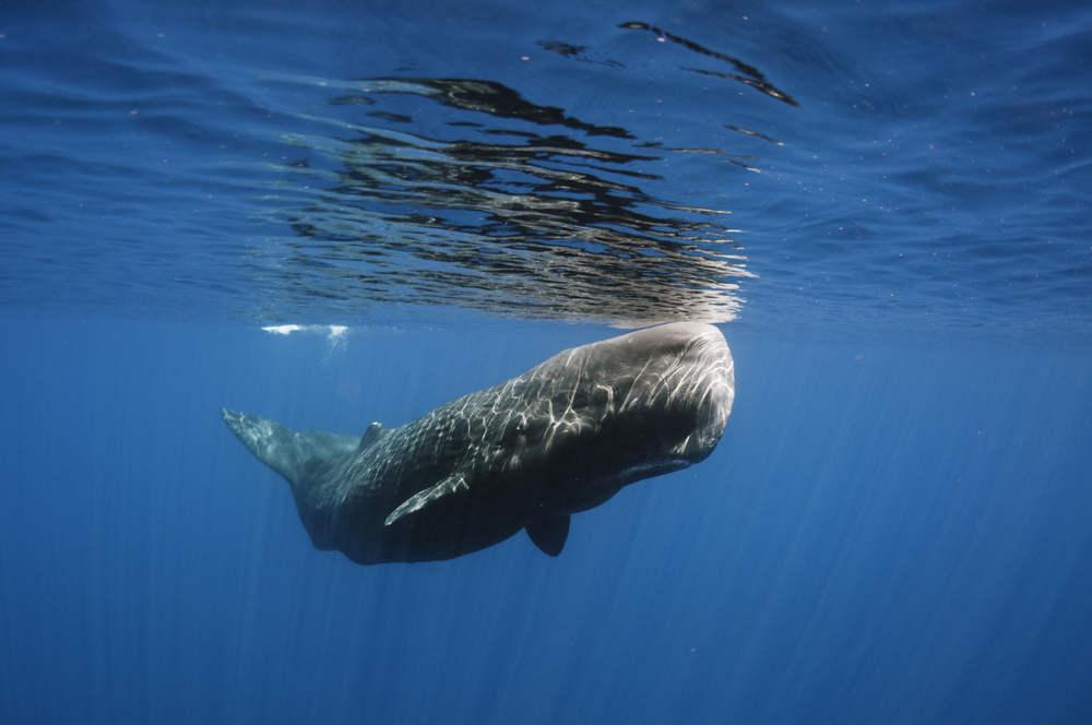 Observation des baleines : expérience incontournable lors d'un voyage au Sri Lanka 