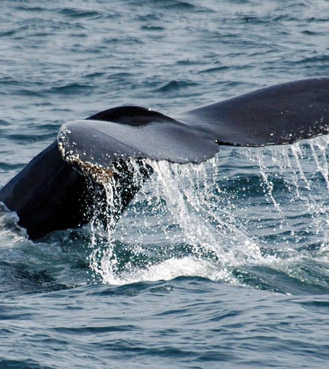 Partez à la rencontre de la baleine bleue lors de votre séjour de luxe au Sri Lanka