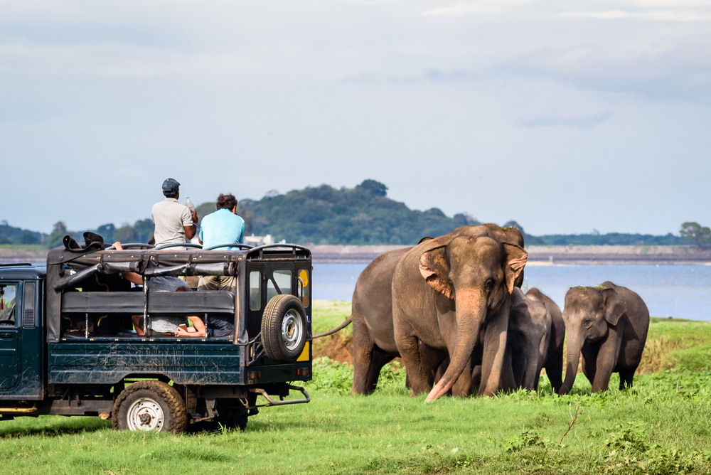 Minneriya Sri Lanka: partez pour un safari à la découverte des éléphants sauvages