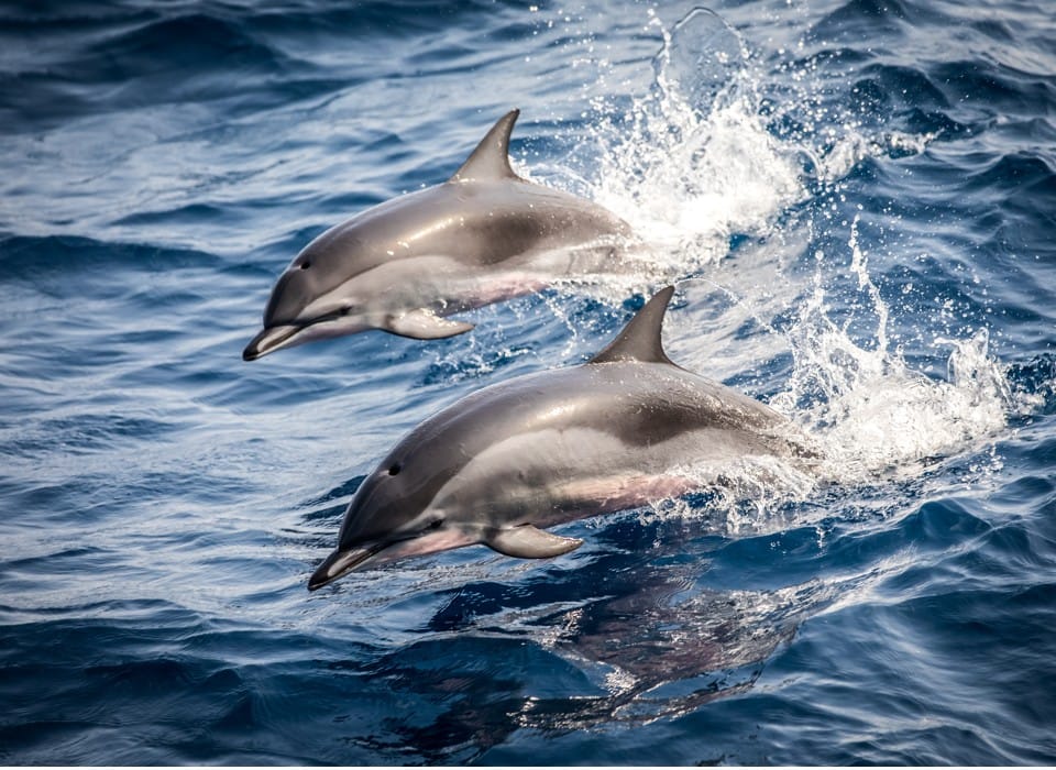La magie de plonger avec les dauphins à Zanzibar