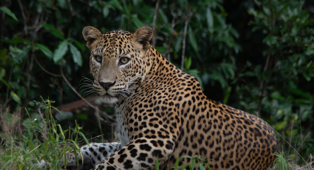 Uga Ulagala: partez faire un safari animalier pour observer le léopard du Sri Lanka - Voyages de Luxe 