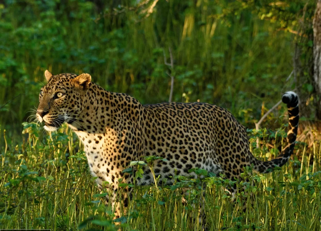 Observez le fameux léopard au Sri Lanka lors de votre safari de rêve avec Voyages de Luxe