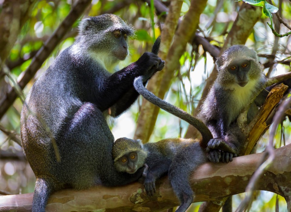 Découvrez la forêt de Jozani à Zanzibar pour observer les singes en totale liberté 