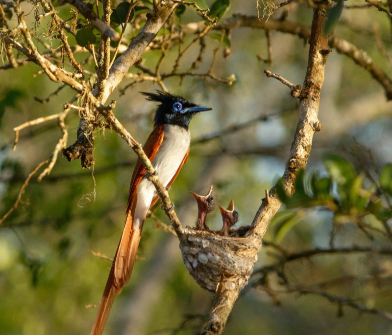 sri-lanka-observation-des-oiseaux