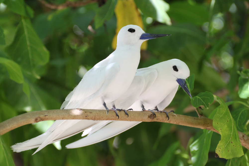 Alphonse Island abrite plus de 130 espèces d'oiseaux des Seychelles