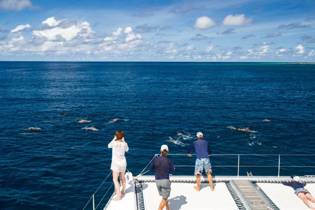 alphonse-experience-ocean-activities-dolphin-viewing