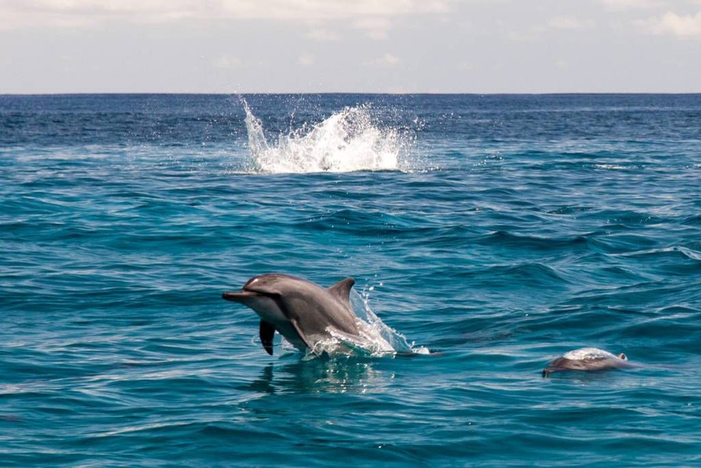 alphonse-island-experience-dauphins