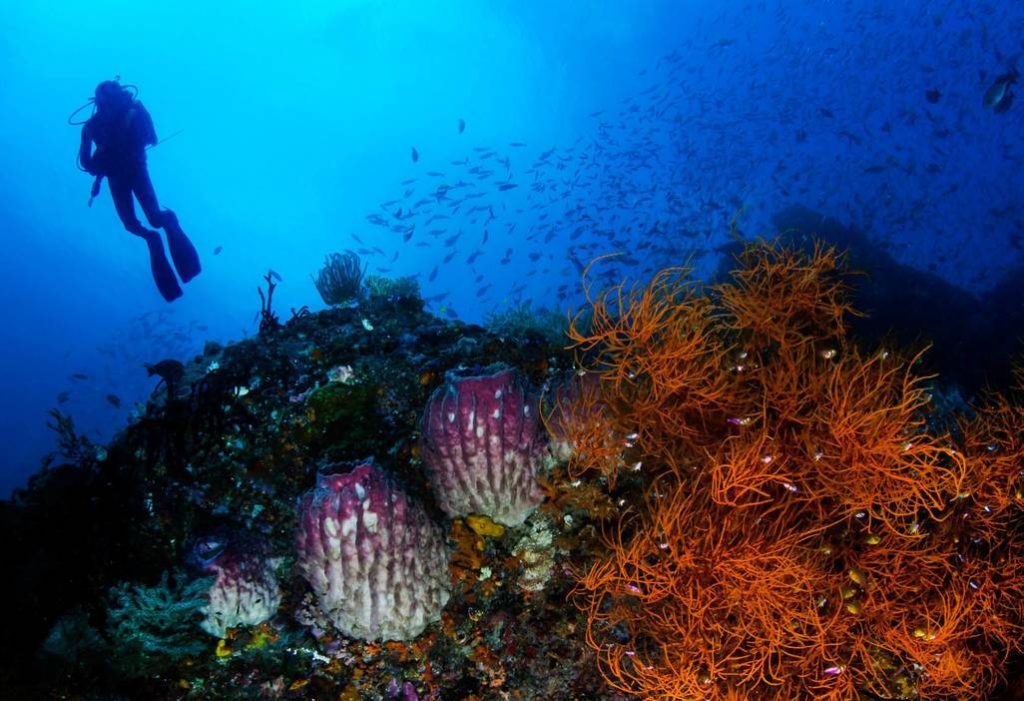 alphonse-island-plongée-seychelles