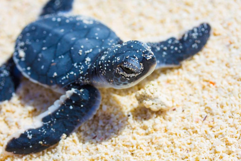 La nidification des tortues aus Seychelles sur les plages d'Alphonse Island