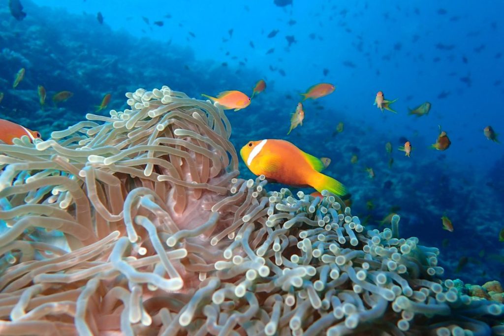 plongée-the-nautilus-maldives