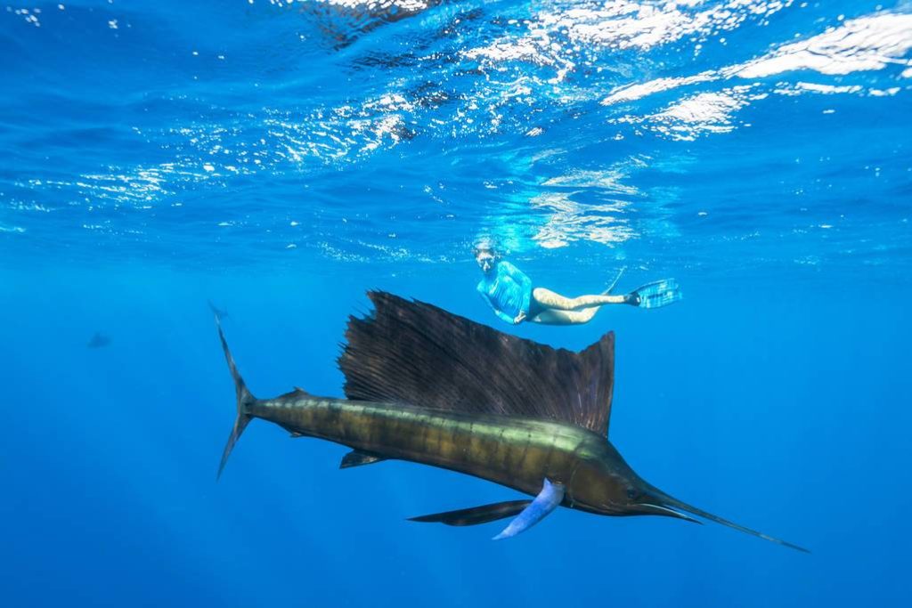 sailfish-snorkelling-seychelles