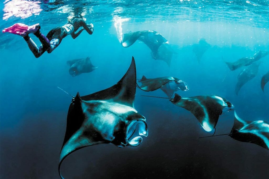 The Nautilus : plongée masque et tuba d'exception dans l'atoll de Baa aux Maldives 