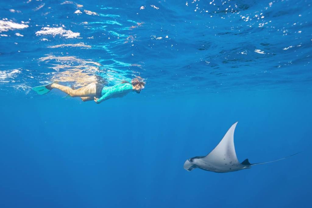 snorkelling-seychelles-manta